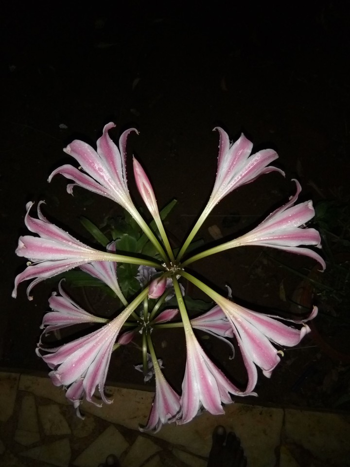 flower