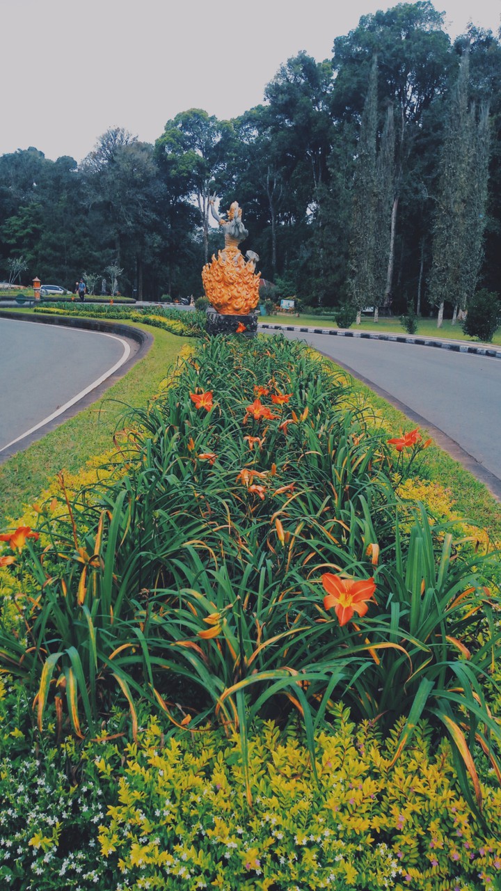 beauty nature