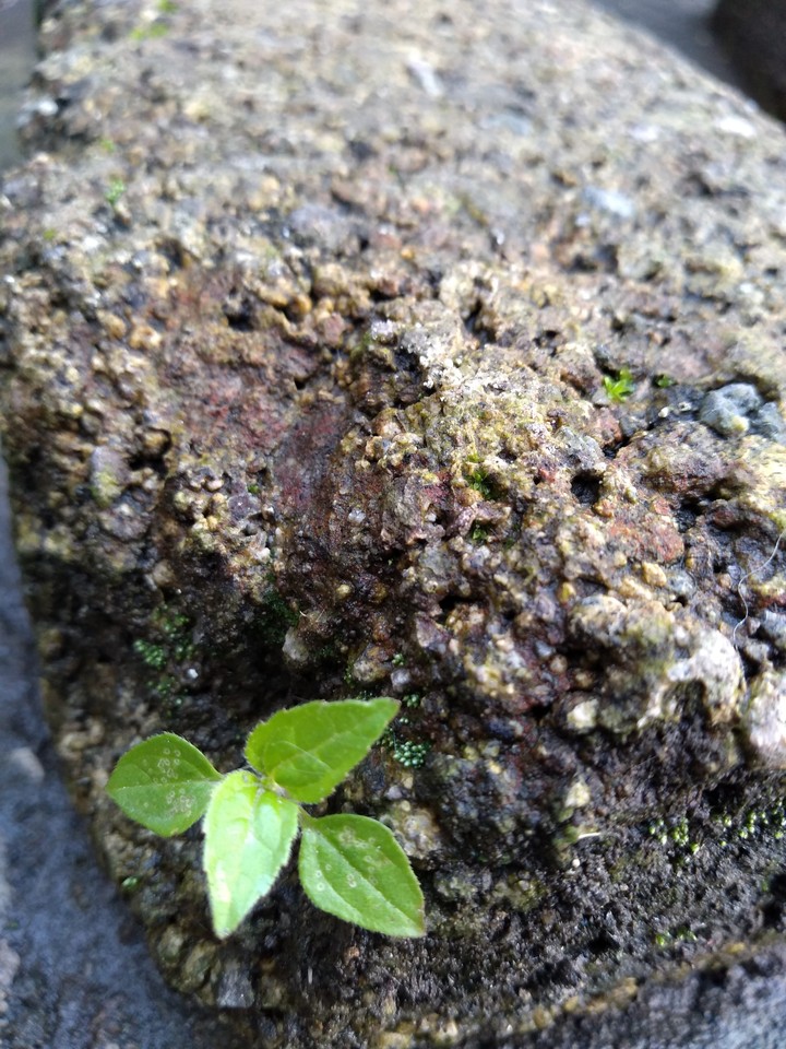 planta en la roca