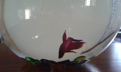 my fish