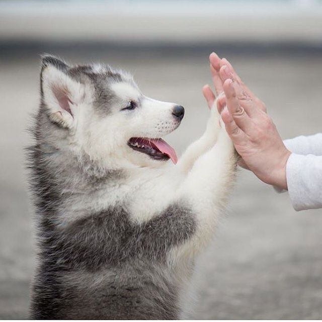 husky