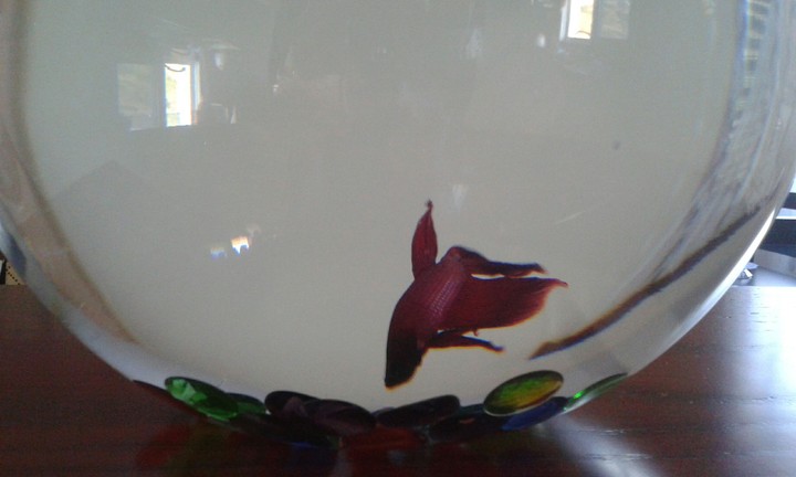 my fish