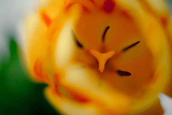 macro tulip photo