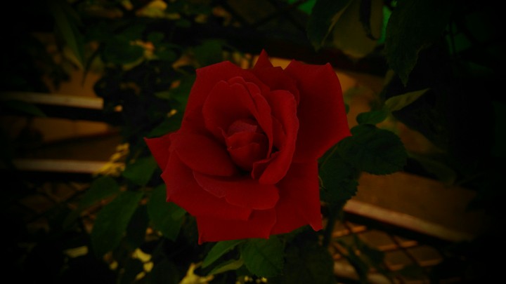 rose