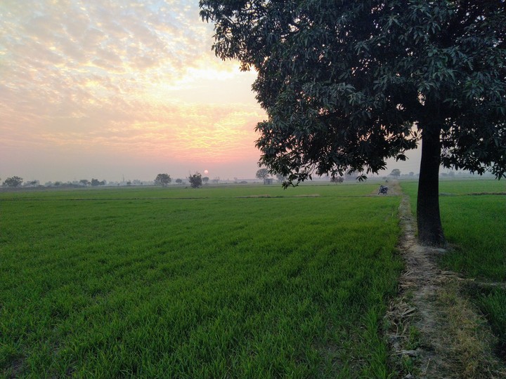 Wheat Fields . Green Field