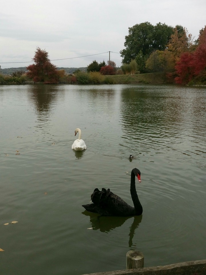 cygnes