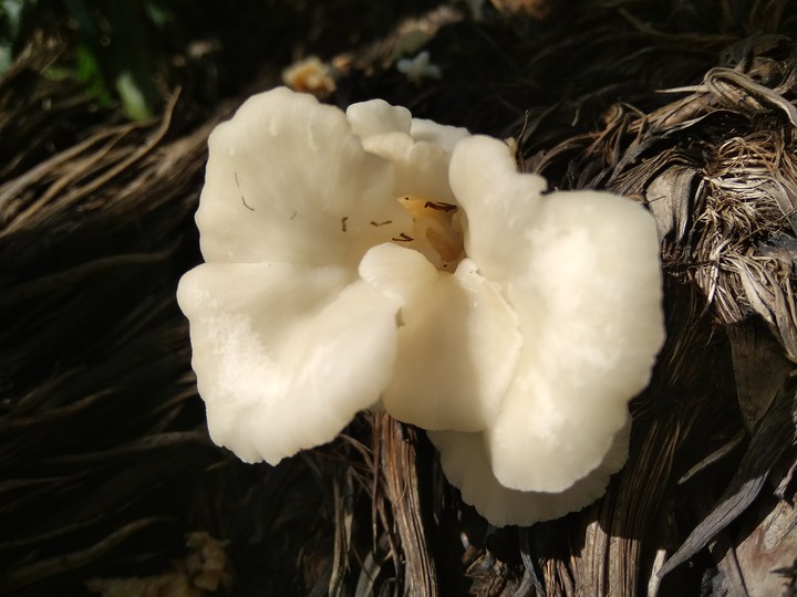 mushroom