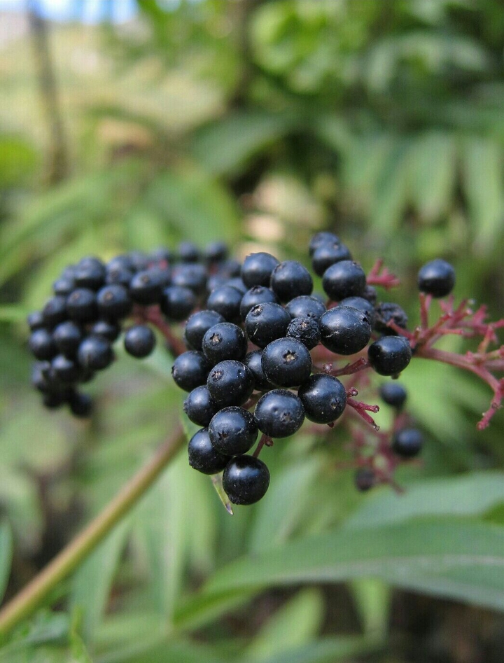 elderberry