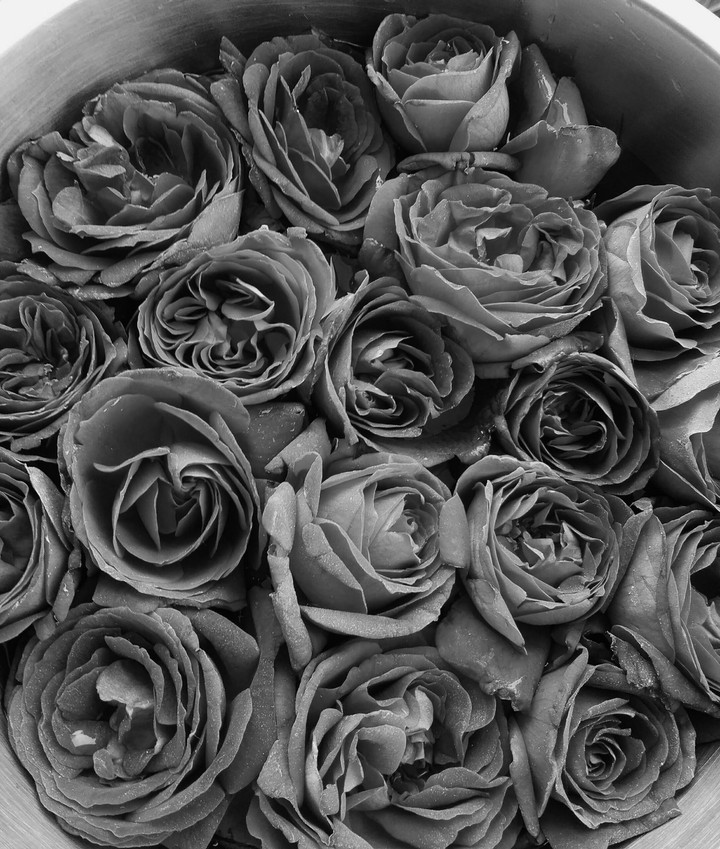 roses and roses