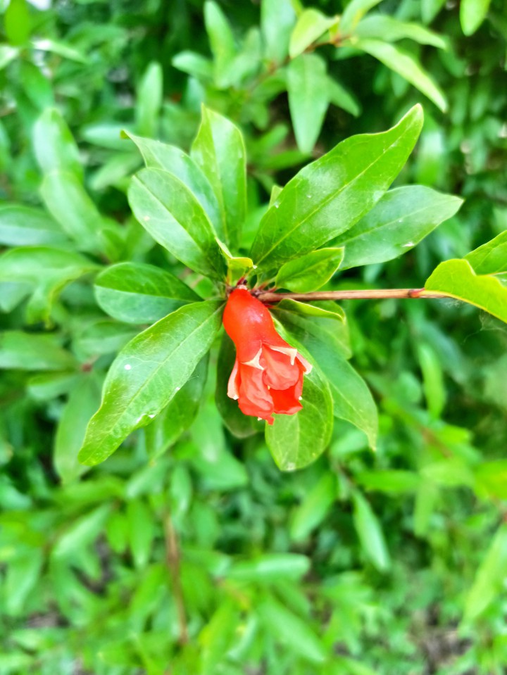 Pomegranate blossoms