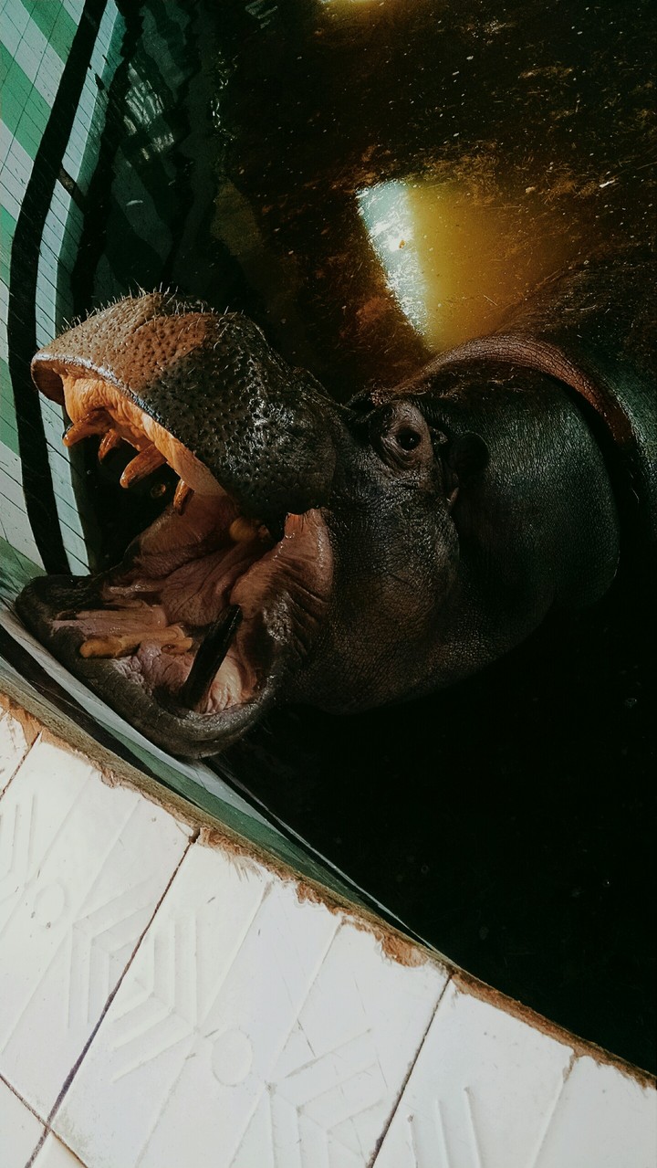 Hippo