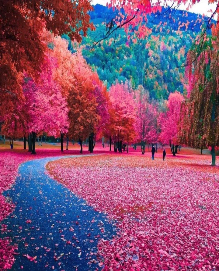 Beautiful Fall Colors ??❤