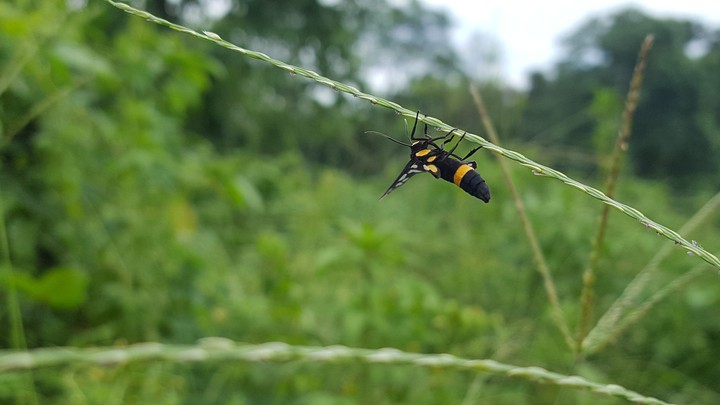 insect