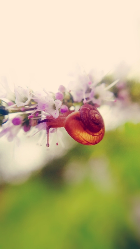 snail