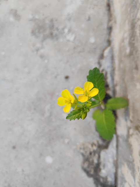 mustered flower