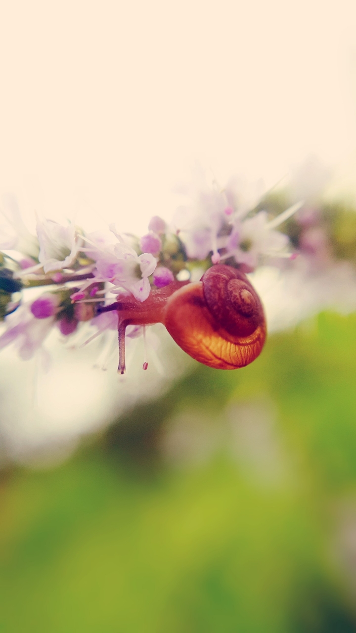 snail