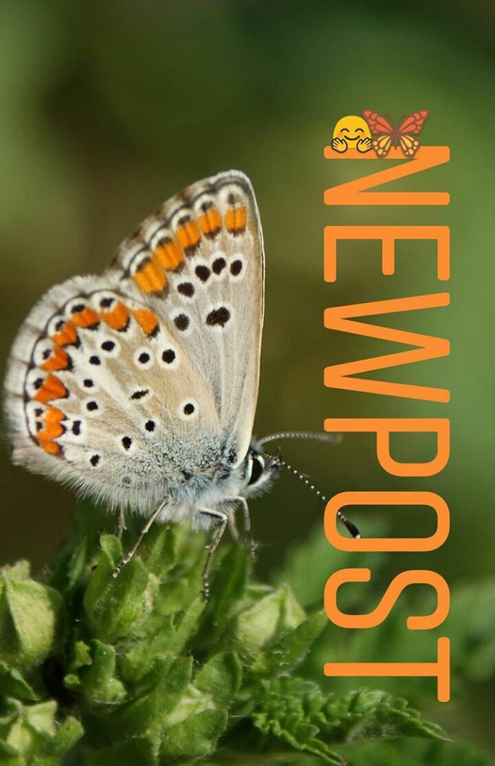 Butterfly