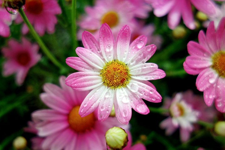 pink daisy