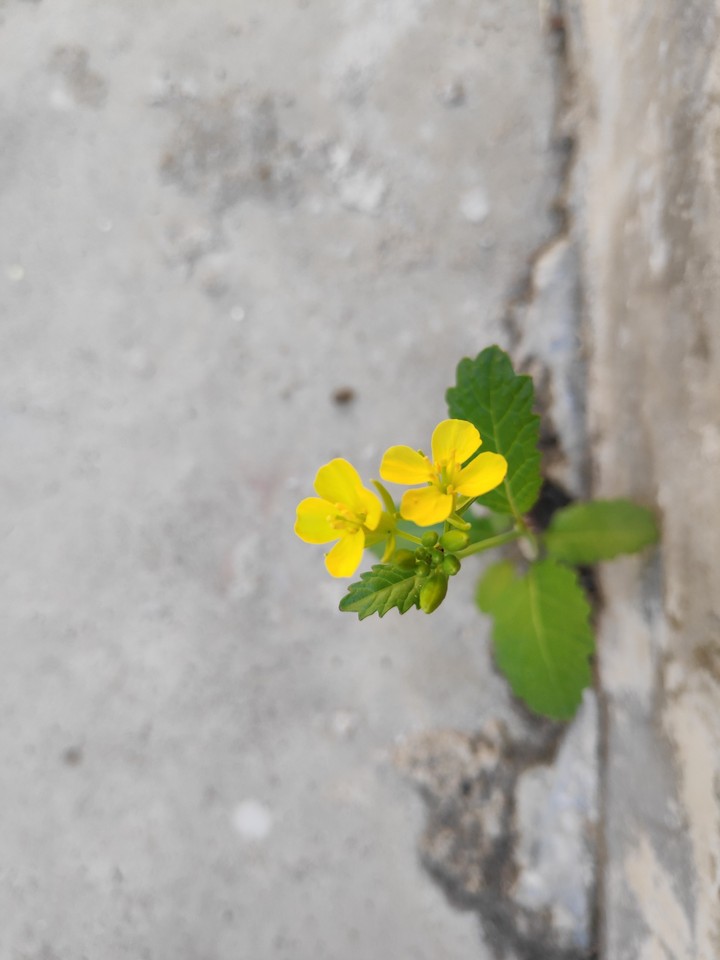 mustered flower