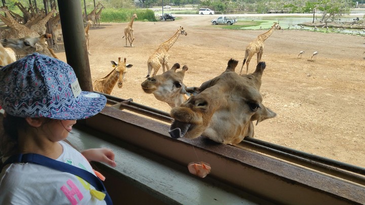 giraffe