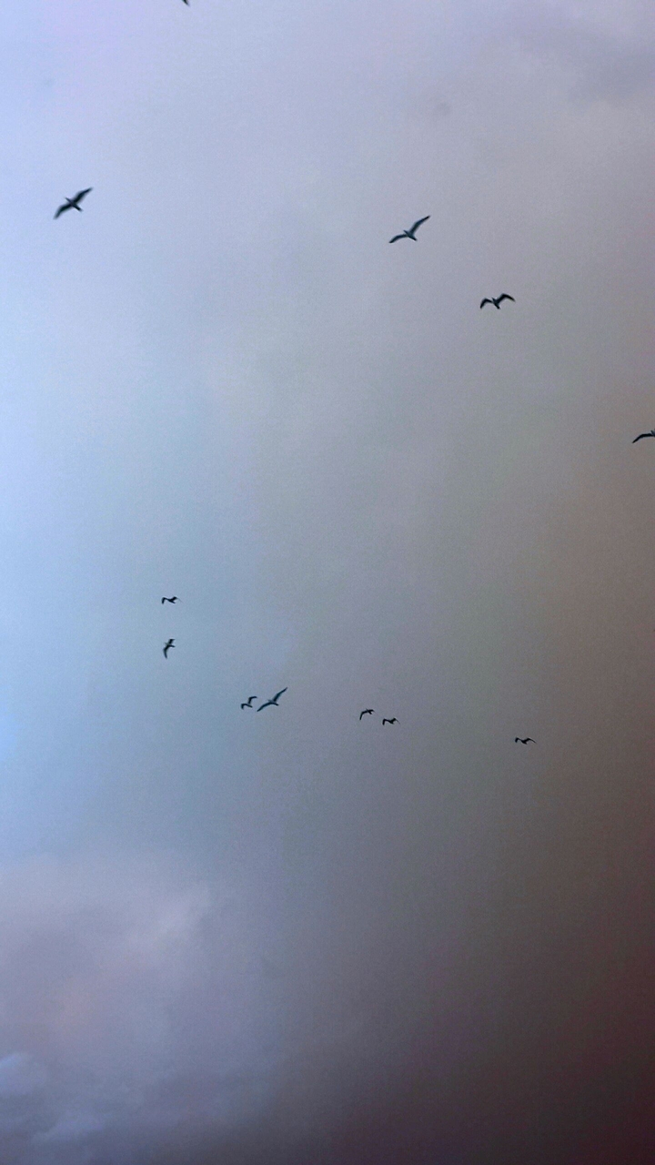 bird