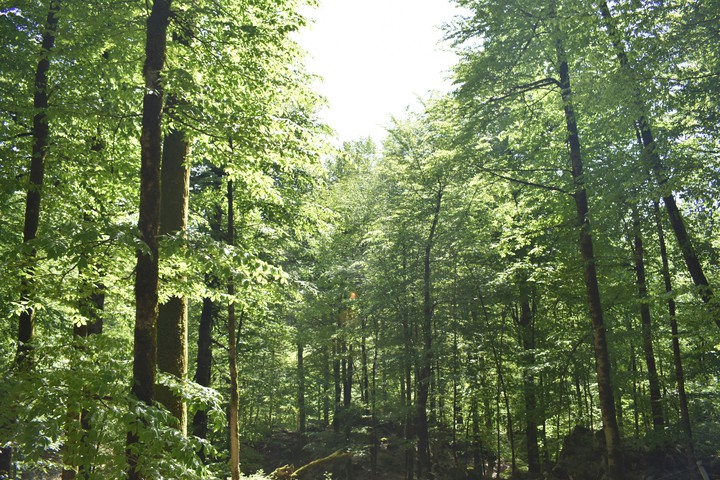 tree