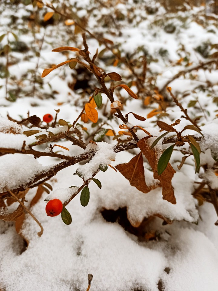 first snow