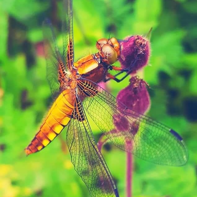 dragonfly