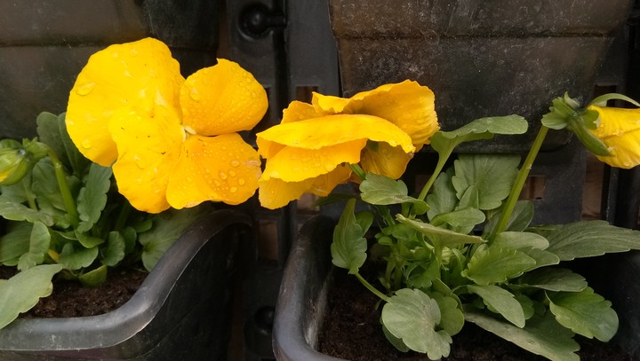 yellow...