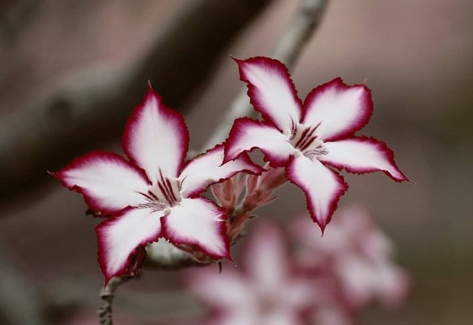 Adenium
