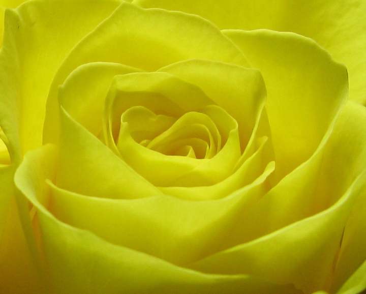 yellow rose