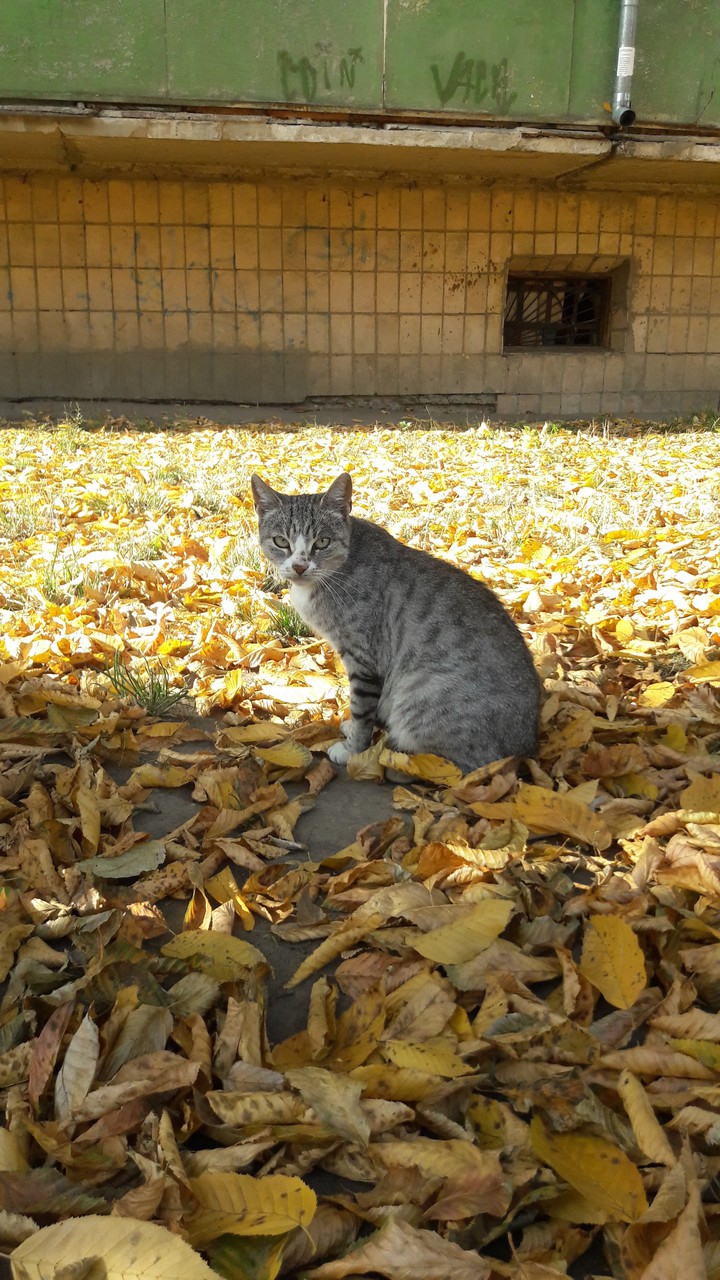 autumn