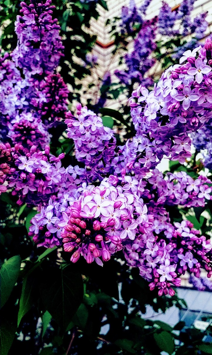 Lilac