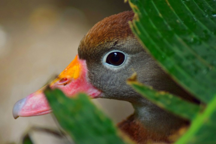 Duck