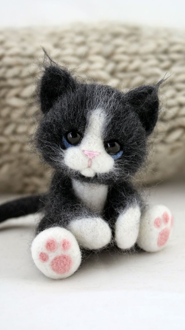 dulce gatito