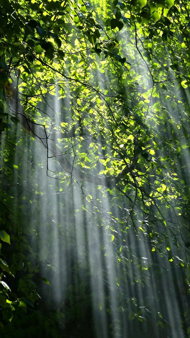 sun & tree