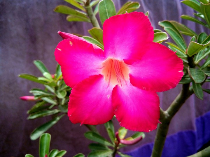Sweet Flowers
