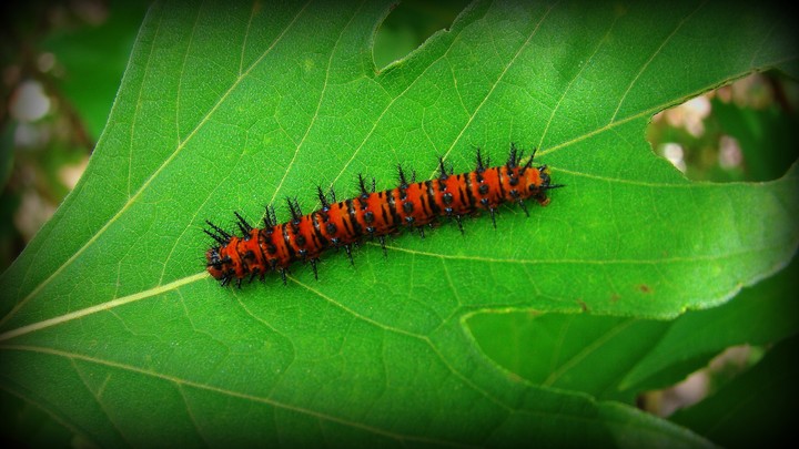 Oruga