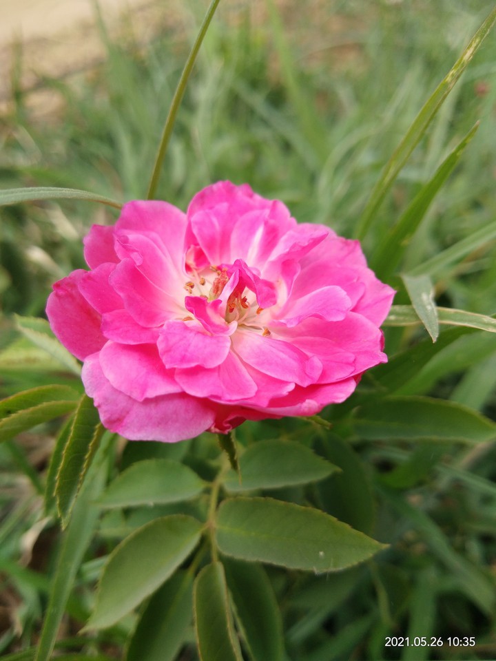 rose