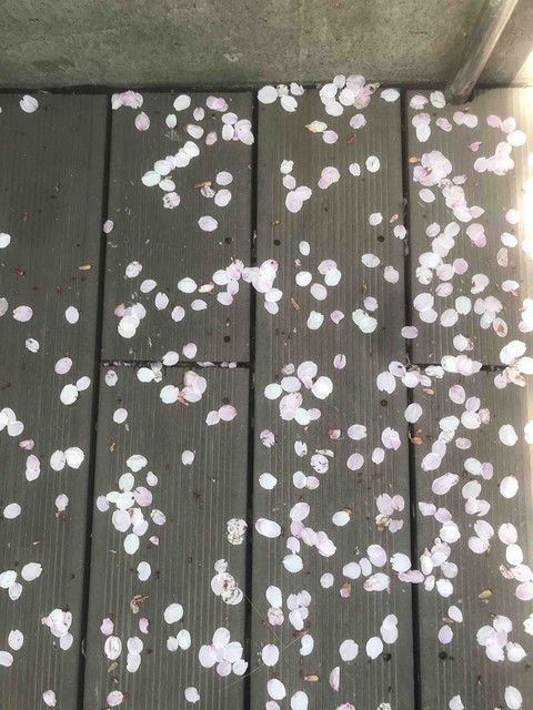 벚꽃