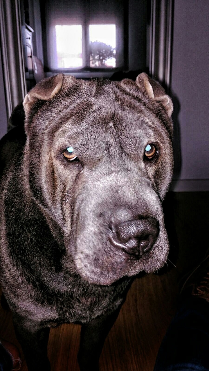sharpei