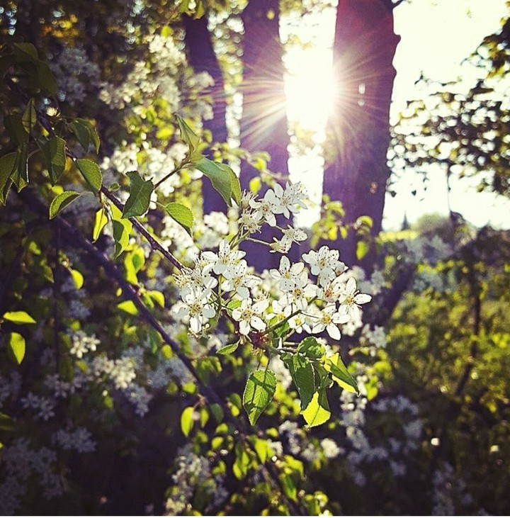 Spring Blossoms