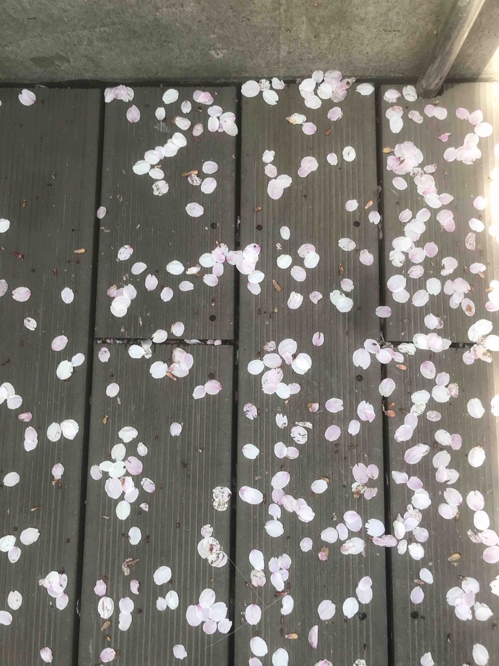 벚꽃