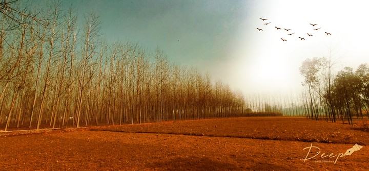 Beautiful morning in village life