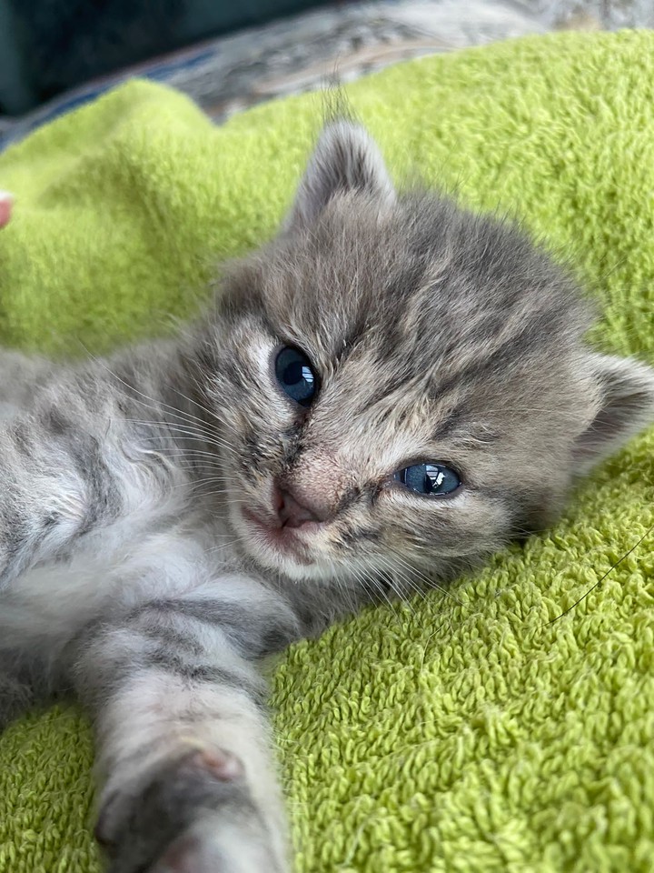 bibi
