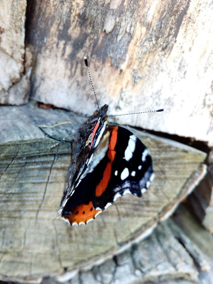 Butterfly