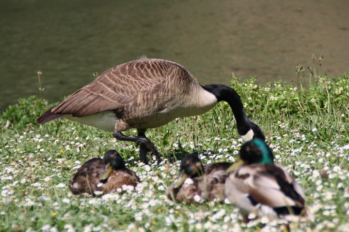 nature