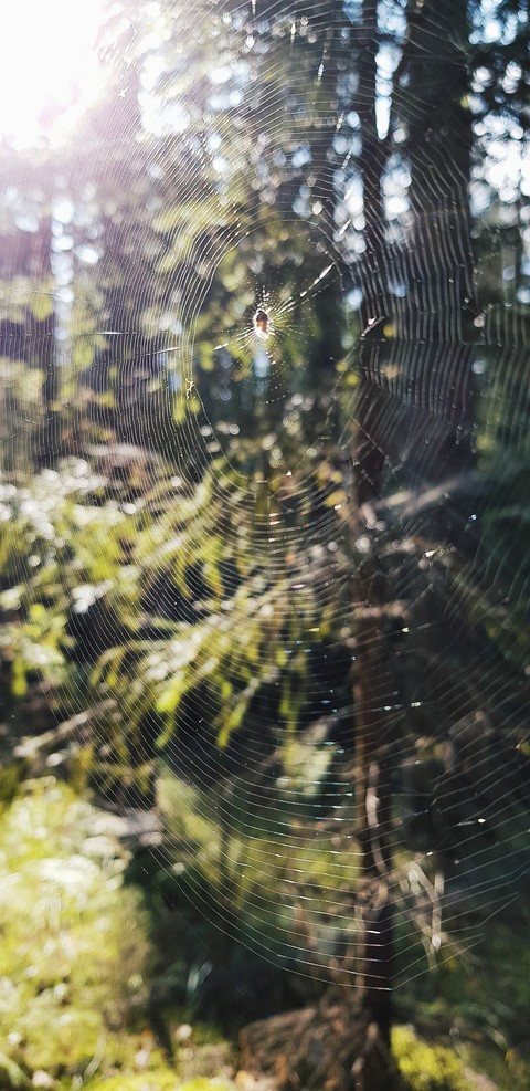 web