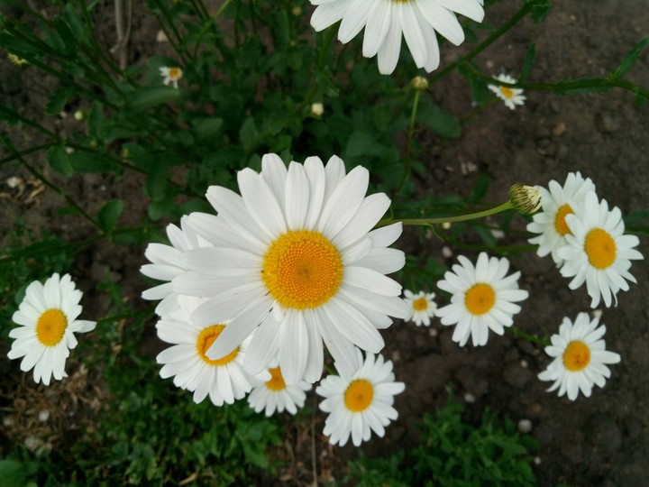 camomile