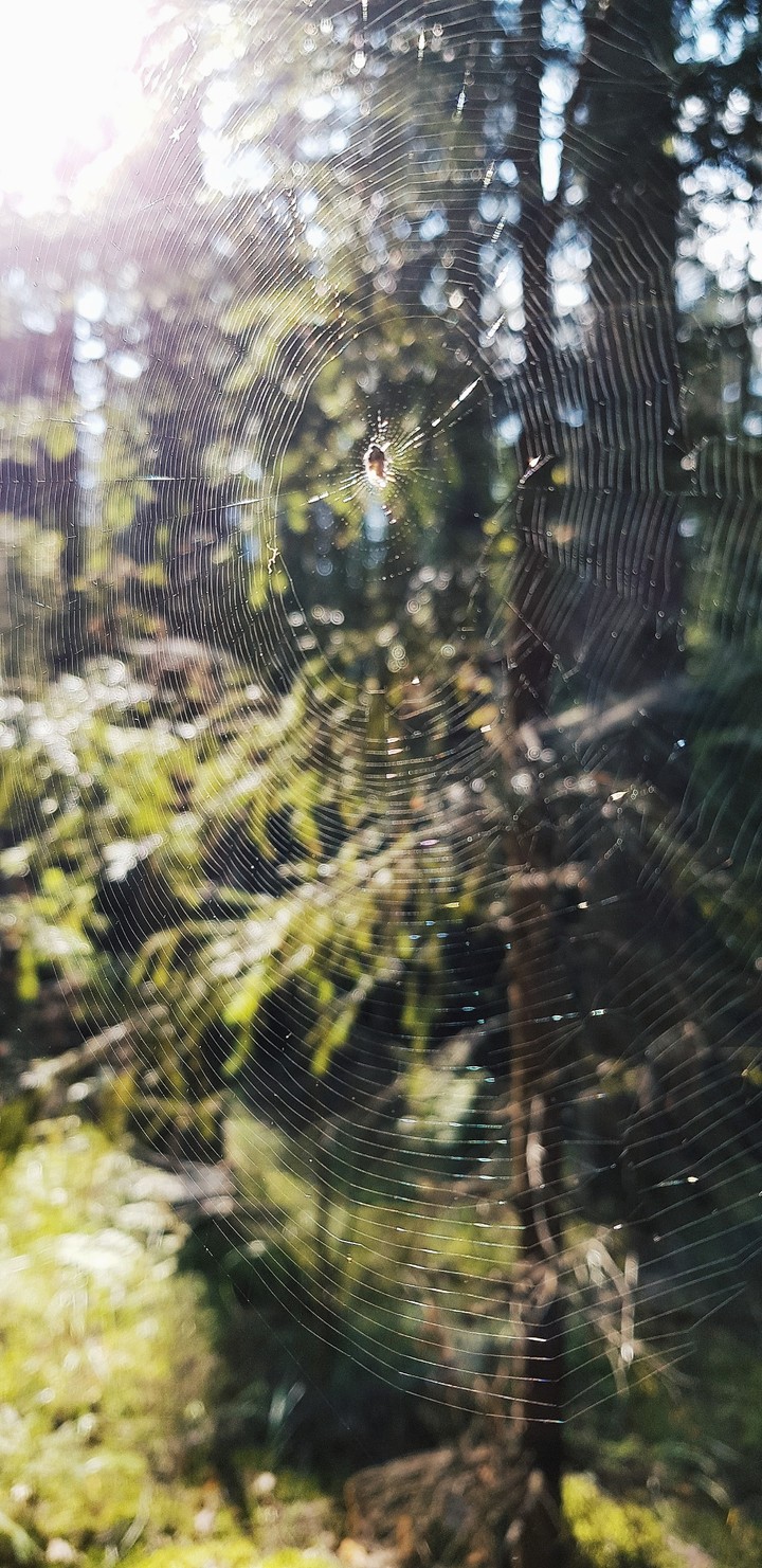 web